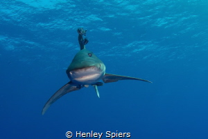 Aren't you afraid of sharks? by Henley Spiers 